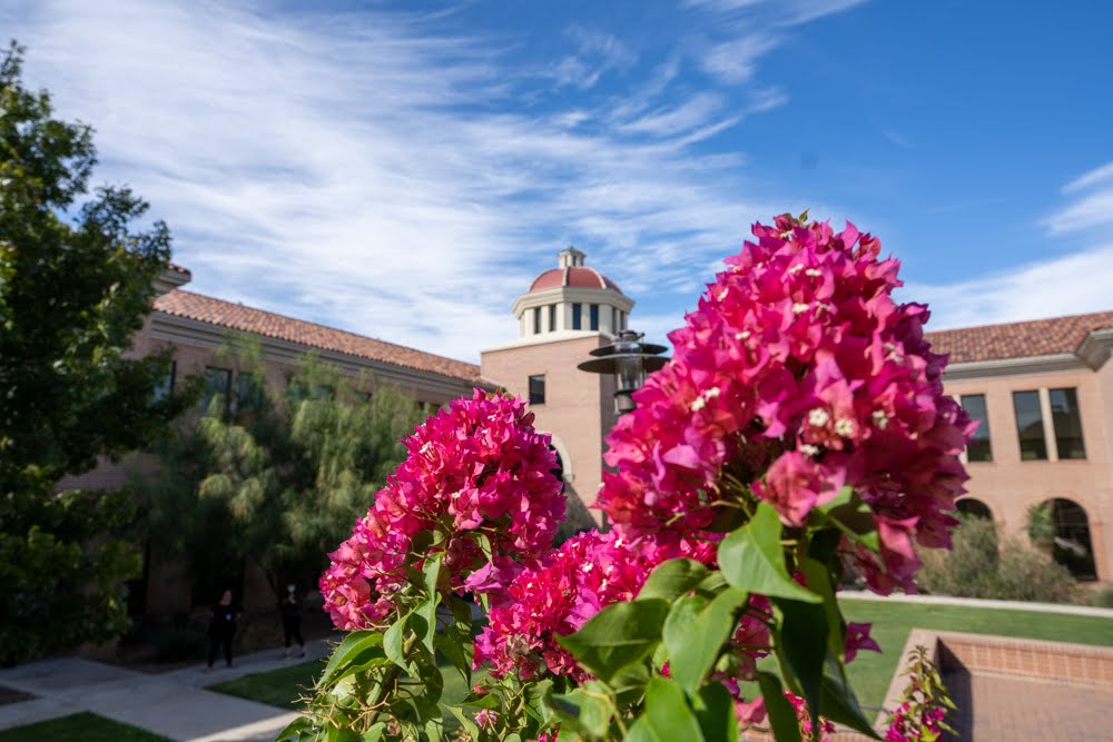 Pink bougainvillea flowers blooming on the UT System Laredo Campus
