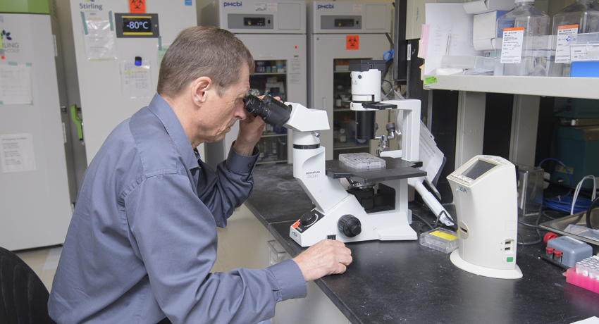 A man wearing a dark blue shirt is shown looking through a microscope at a lab bench, with sample trays, laboratory equipment, and ultra-low-temperature freezers visible in the background.